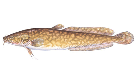 Unlocking Burbot Fishing Tactics in Alberta