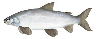 Unlocking Whitefish Fishing Tactics in Alberta