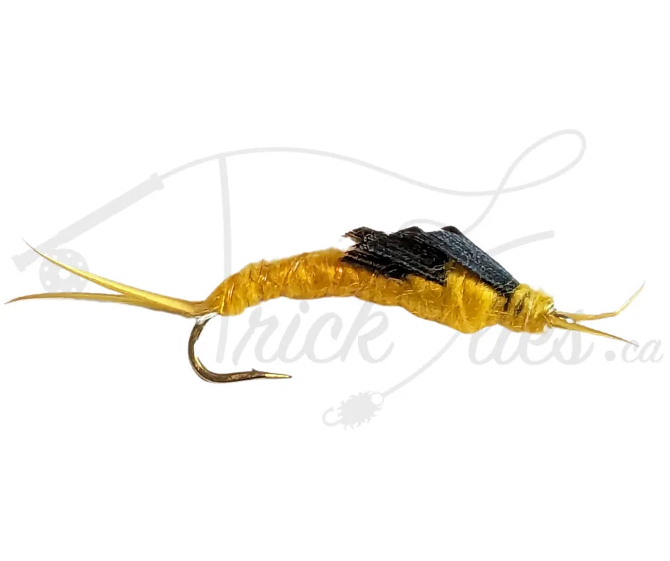 Kaufmann's Stone Golden