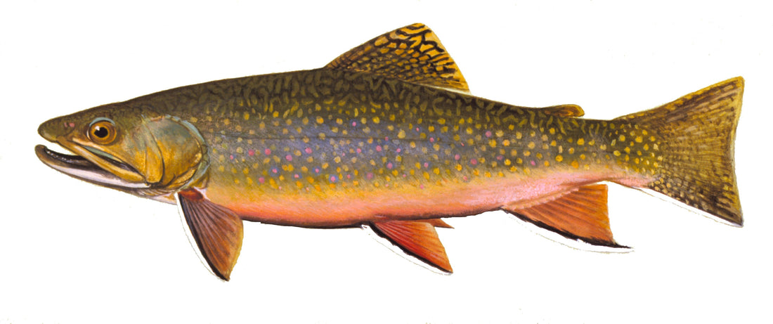 Effective Trout Fishing Tactics in Alberta
