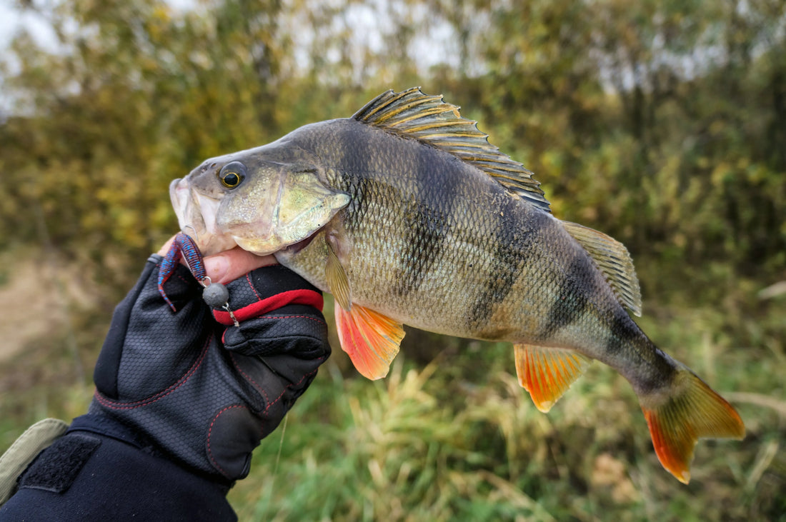 Perch Fishing Tactics: The Panfish Powerhouse in Alberta
