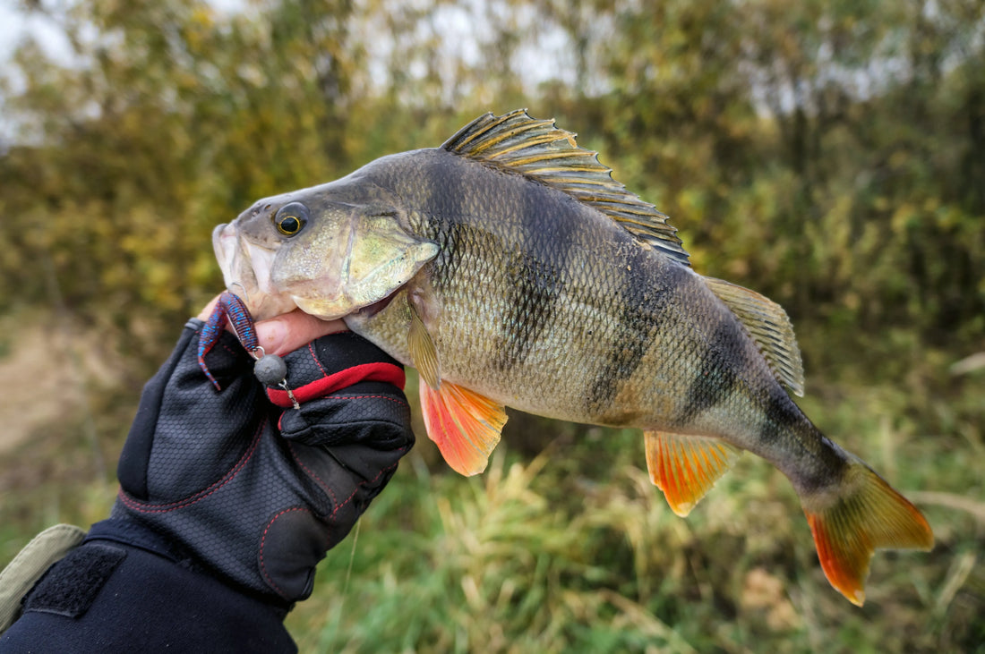 alberta fishing hook regulations Barry Mitchell's Guide - 2026 2021 Alberta Fishing Regulations Update