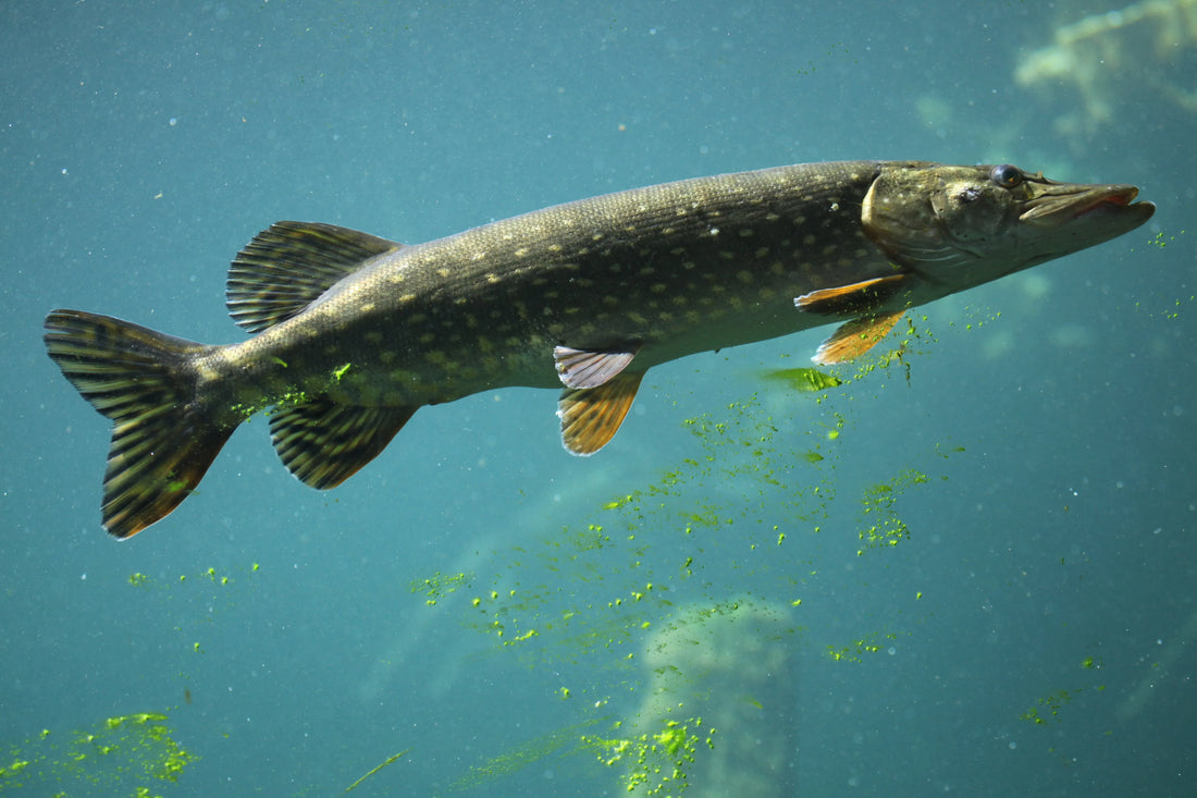 Northern Pike Fishing Tactics for Canadian Waters