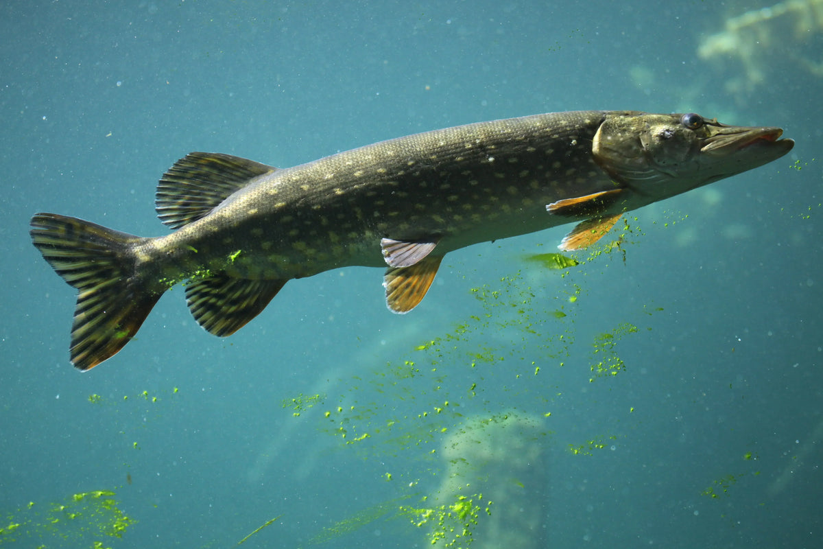 Northern Pike Fishing Tactics for Canadian Waters