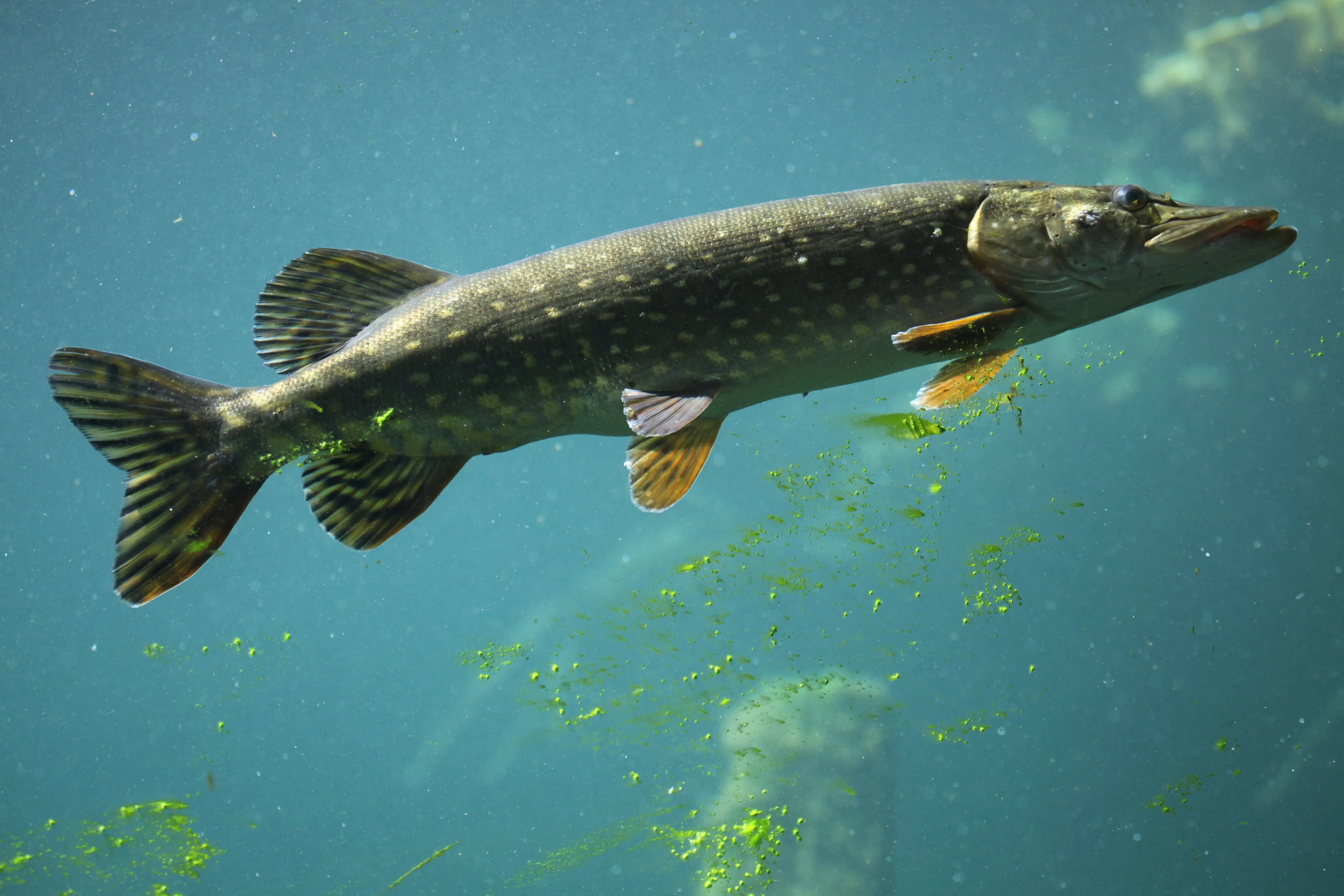 Northern Pike Fishing Tactics for Canadian Waters