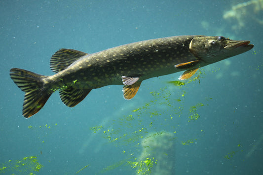 Northern Pike Fishing Tactics for Canadian Waters