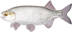 Goldeye Fishing on Alberta’s North Saskatchewan River: Habits, Tactics, and How to Catch More of Them