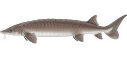 Conquering Sturgeon Fishing Tactics in Alberta