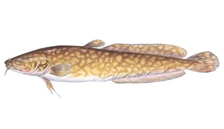 Unlocking Burbot Fishing Tactics in Alberta