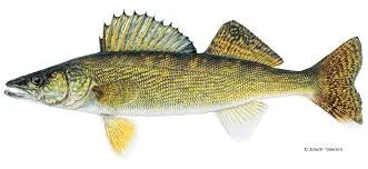 Mastering Walleye Fishing Tactics in Alberta