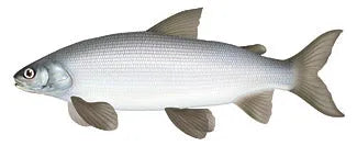 Unlocking Whitefish Fishing Tactics in Alberta