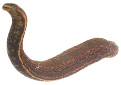 Leeches 1/8lb tub