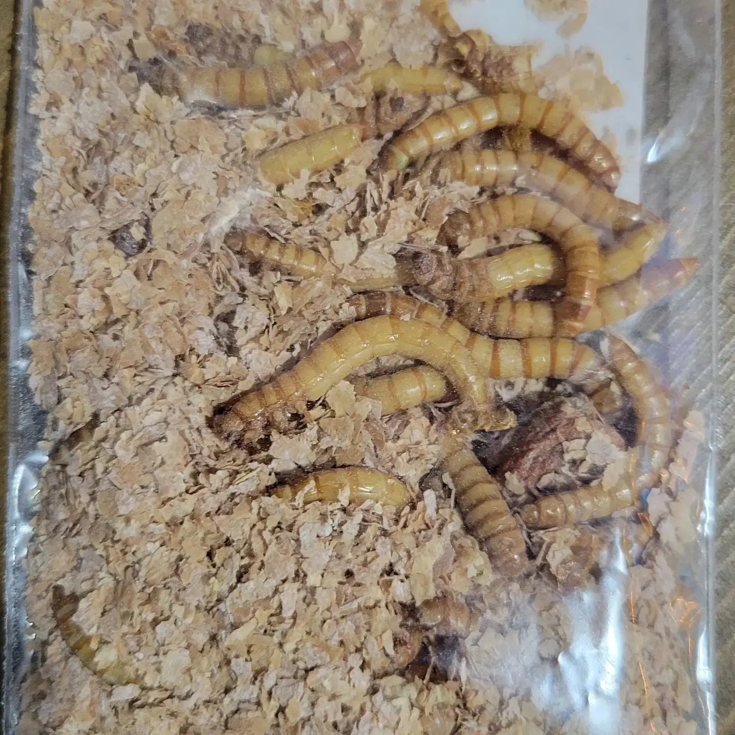 Giant Mealworms Walleye Master