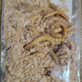 Giant Mealworms Walleye Master