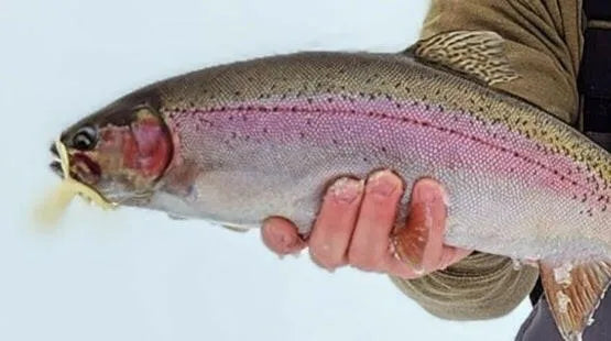 Black Pine 2.75" Tubes 3/pk - Butter with Trout