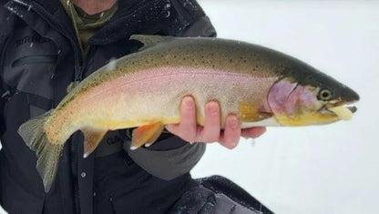 Black Pine 2.75" Tubes 3/pk - Butter w/Trout #2