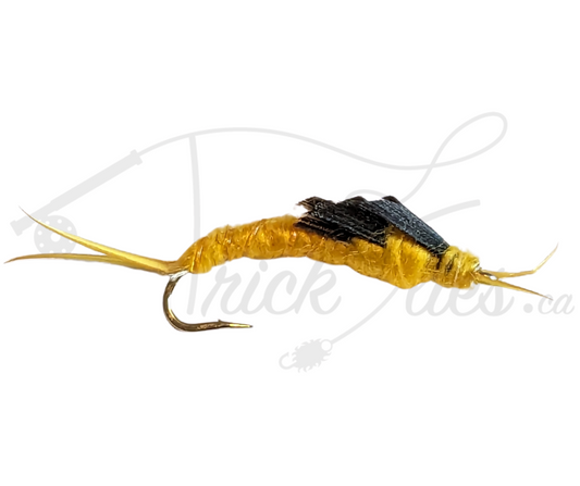 Kaufmann's Stone Golden