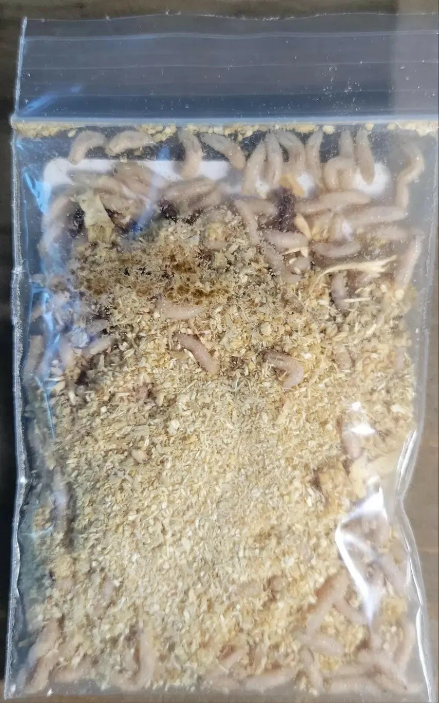 Maggots.