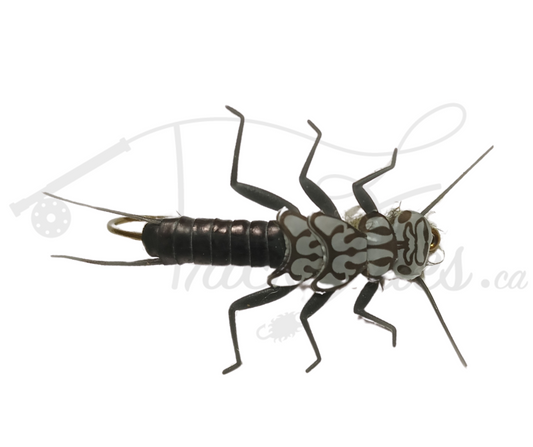 Realistic Stonefly Nymph Black