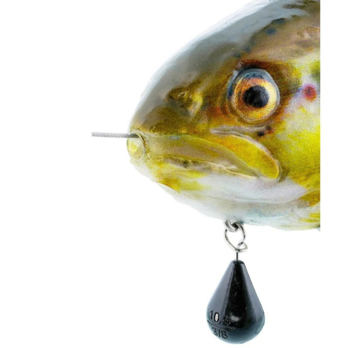 Tommy The Trout Inline